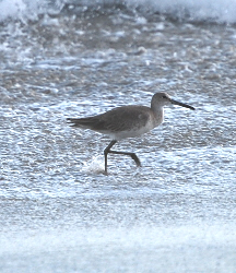 Willet